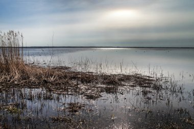 Sakin Göl su otlar ile.