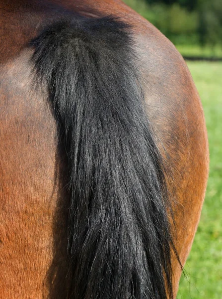 Parte posterior del caballo . — Foto de Stock
