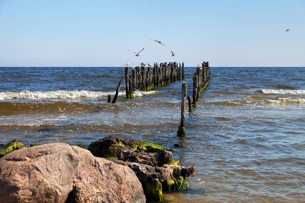 Talpa sul Mar Baltico . — Foto Stock