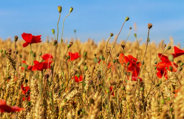 Kırmızı gelincikler sahada. — Stok fotoğraf