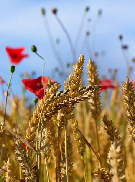 Rode papaver op het veld. — Stockfoto