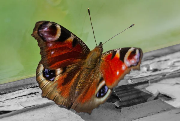 Multicolored butterfly on old window sill. — Stock Photo, Image