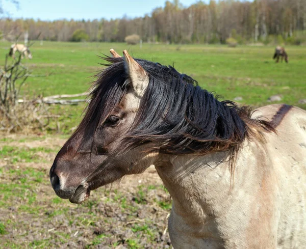 Caballos salvajes en un campo . — Foto de Stock