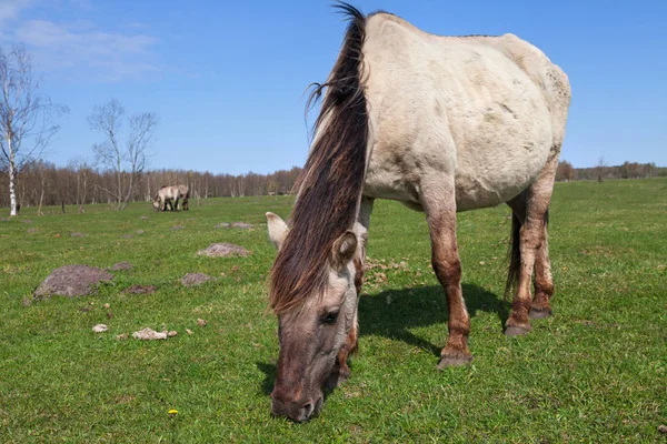 Wildpferde auf einem Feld. — Stockfoto