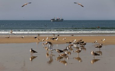 Martılar sürüsü.