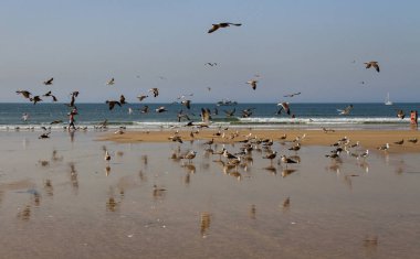 Martılar sürüsü.