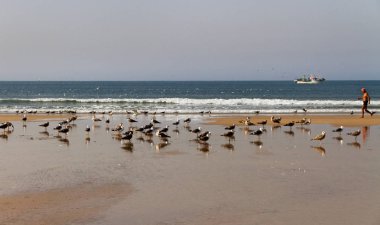 Martılar sürüsü.