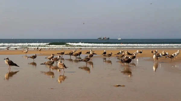 Rebanho de gaivotas . — Fotografia de Stock