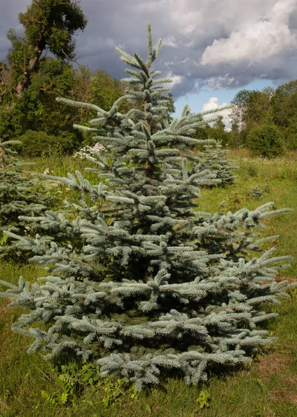 Blue spruce növekszik a természetben. — Stock Fotó