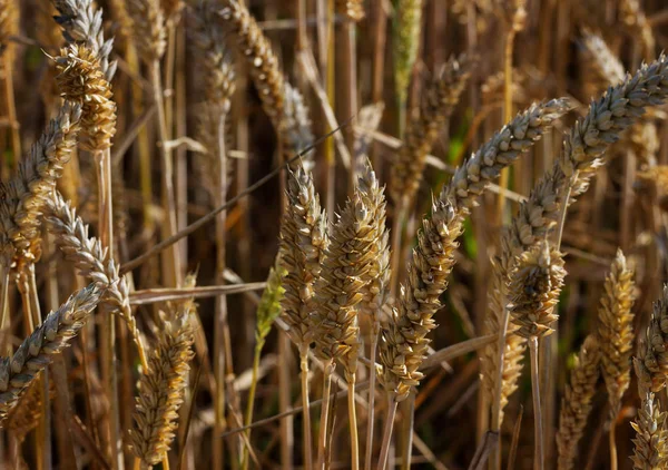 Coltivazione di grano tenero . — Foto Stock
