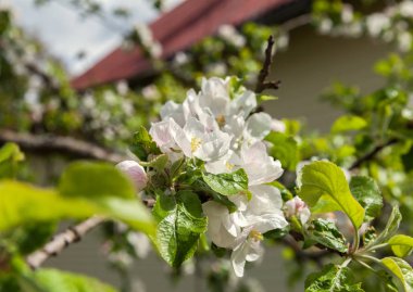 Çiçekli elma ağacı..
