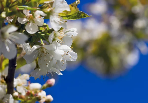 Blossom cherry tree. — Stock Photo, Image