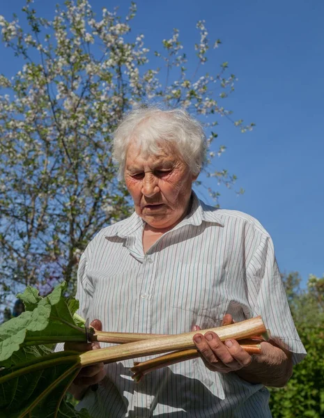 그녀의 정원에서 일 하는 늙은 여자. — 스톡 사진