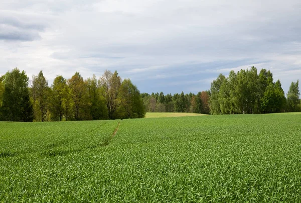 Campo di frumento. — Foto Stock