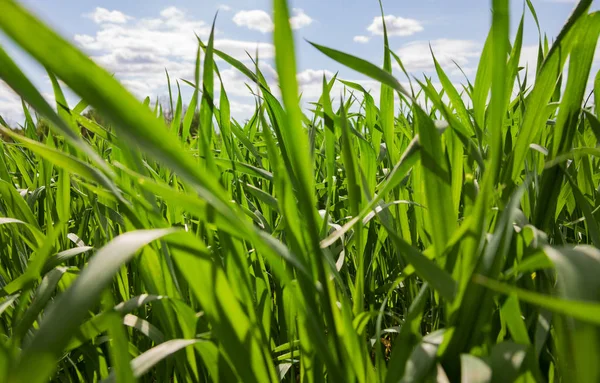 Weizenfeld. — Stockfoto