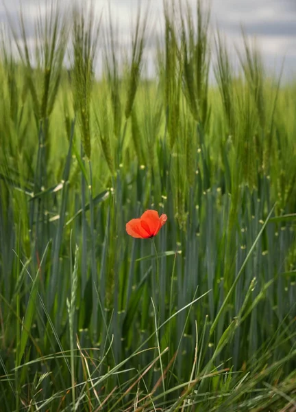 Barley field dengan poppy . — Stok Foto
