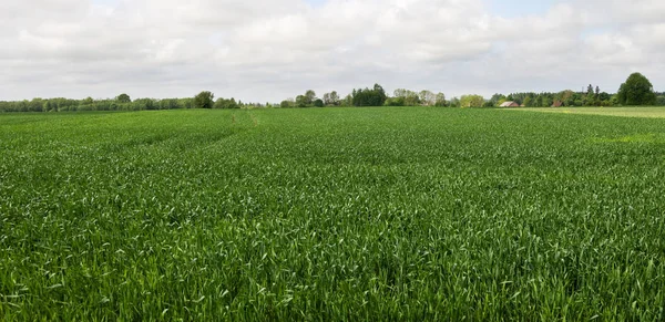 Groeiende tarwe op een veld. — Stockfoto