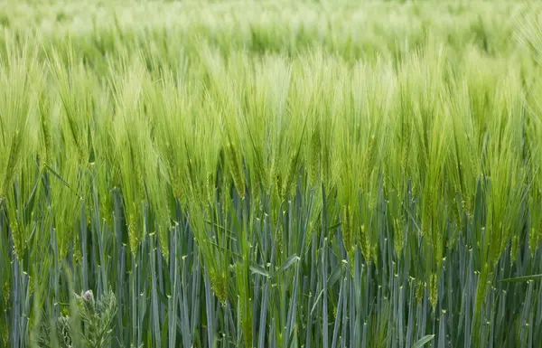 Cultivo de cebada en un campo . — Foto de Stock