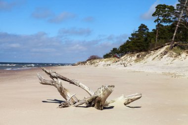 Letonya Baltık Denizi kıyısında.