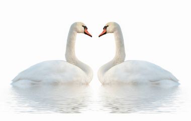 Kuğular üzerinde beyaz yüzey.