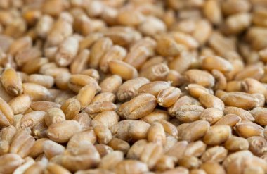 Olgun tahıl yüzey.