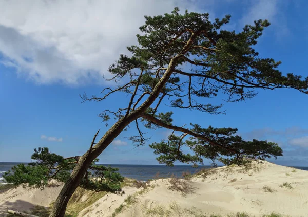 Βαλτική ακτή στη Λετονία. — Φωτογραφία Αρχείου
