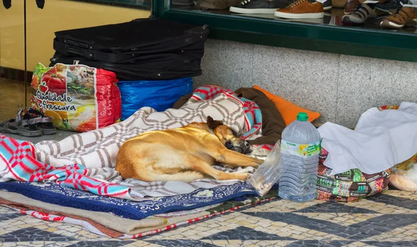 Obdachloser und großer Hund schlafen draußen. — Stockfoto