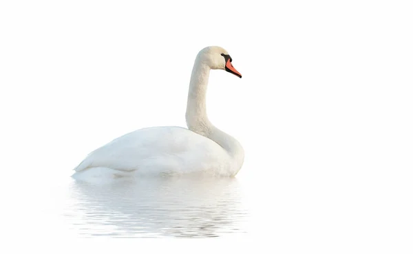 Cisne na superfície branca . — Fotografia de Stock