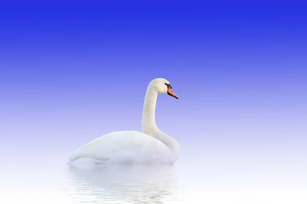 Лебедь на бело-голубой поверхности . — стоковое фото