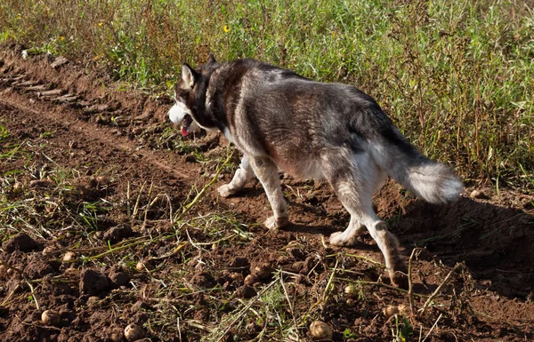 Perro de hasky . — Foto de Stock