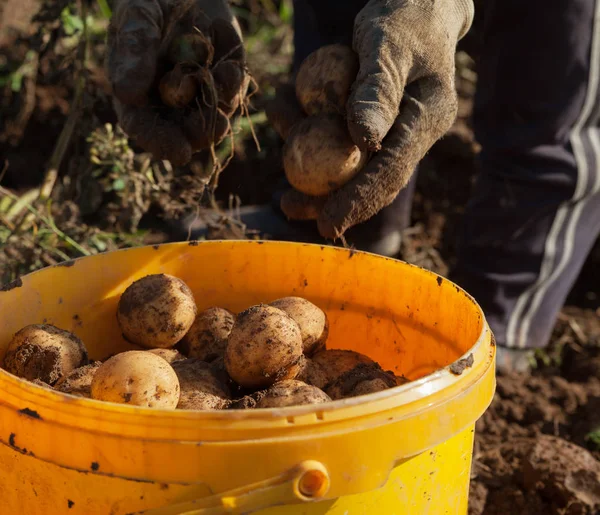 Secchio di patate . — Foto Stock