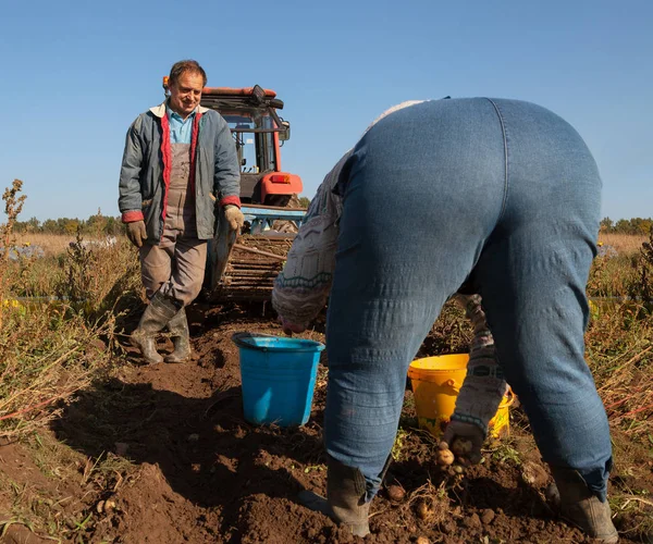 La excavación de las patatas en el campo . — Foto de Stock