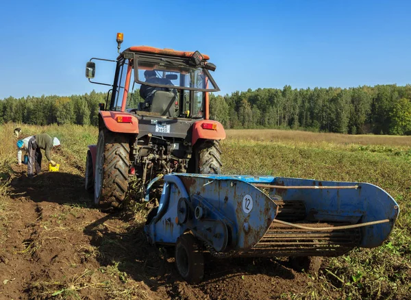 Digging of potatoes in a field. — Stock Photo, Image