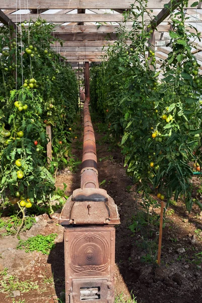 Wood burning stove in greenhouse.