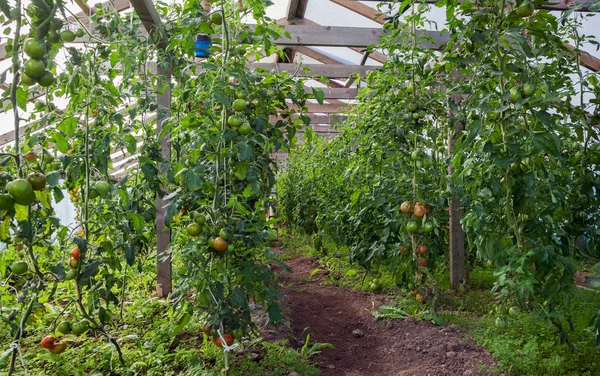 Cultivo de plantas de tomate . — Foto de Stock