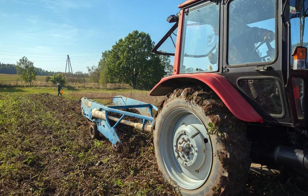 Menggali kentang di lapangan . — Stok Foto