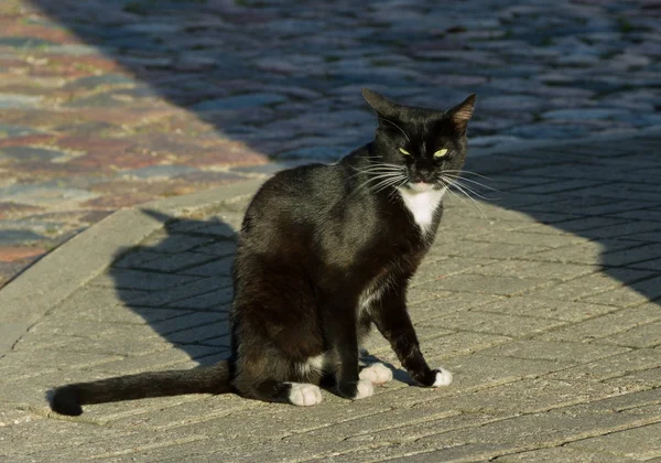 Zwarte kat op straat. — Stockfoto