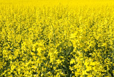 Kolza çiçekleri ile peyzaj.