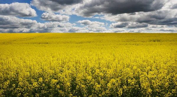 Landscape with rapeseed flowers. — Stock Photo, Image