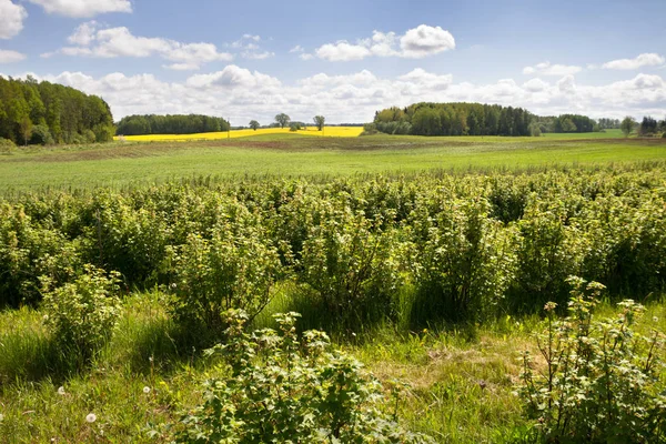 Svarta vinbär växer på ett fält. — Stockfoto