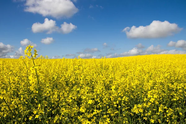 Landscape with rapeseed flowers. — Stock Photo, Image