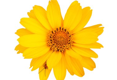 Sarı çiçek böcek.