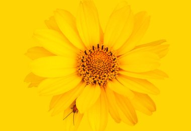 Sarı çiçek böcek.