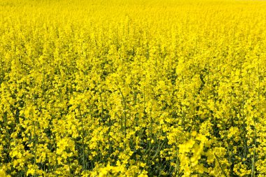 Kolza çiçekleri ile peyzaj.