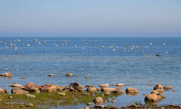 波罗的海海岸线. — 图库照片