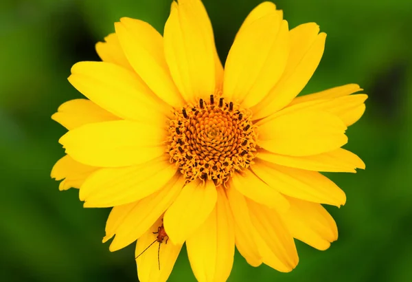 Scarabeo sul fiore giallo . — Foto Stock