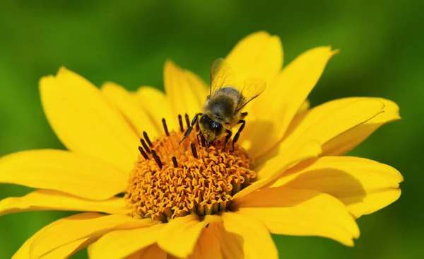 Abeja y flor amarilla . —  Fotos de Stock