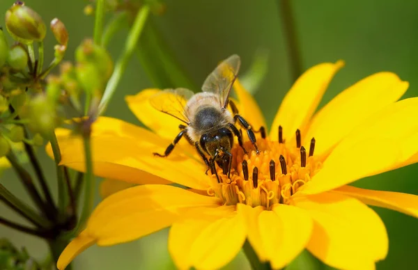 Ape e fiore giallo . — Foto Stock