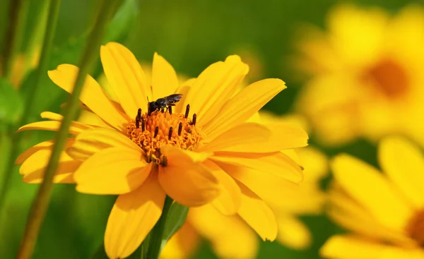 தேனீ மற்றும் மஞ்சள் பூ . — ஸ்டாக் புகைப்படம்