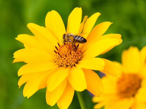 Včely medonosné a žlutý květ. — Stock fotografie